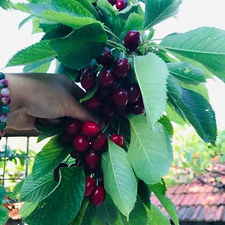 Arzu بيت للعطل