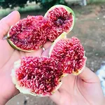 Arzu * 费特希耶