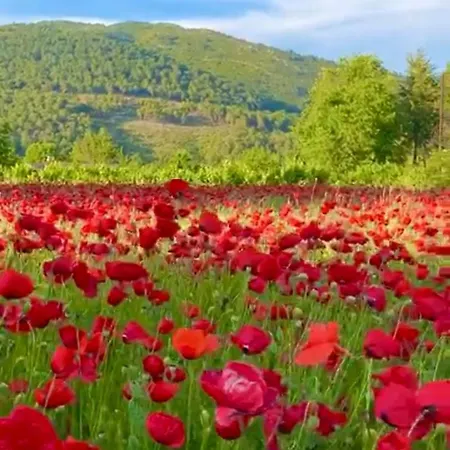 Dom wakacyjny Arzu Fethiye