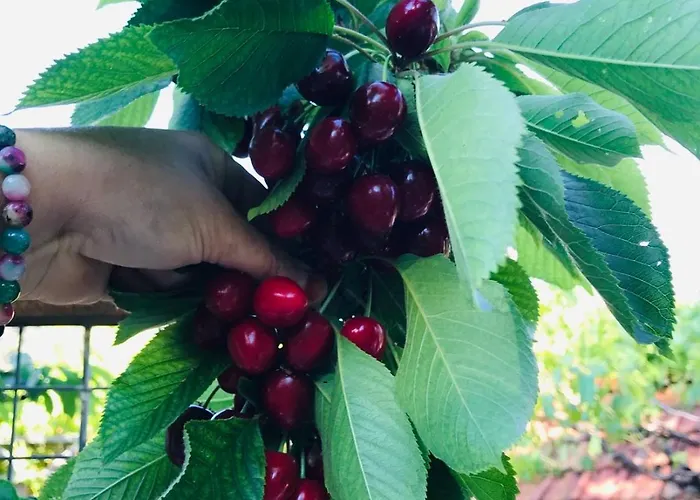 Arzu Prázdninový dům