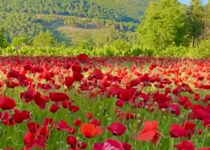 Prázdninový dům Arzu Fethiye